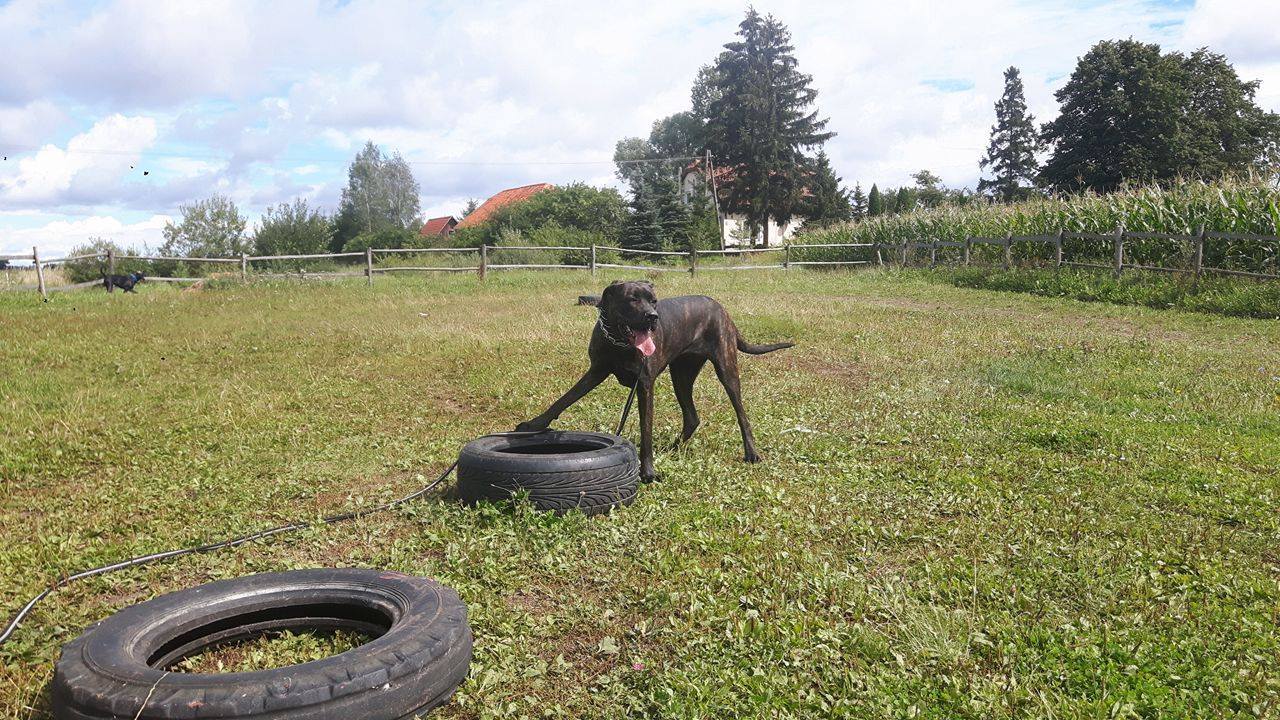 Bella vel Tosia ponownie do adopcji